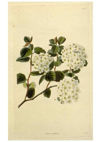 Reproducción/Reproduction 48783137982: The botanical cabinet. London :John & Arthur Arch ...,1817-1833.. 
