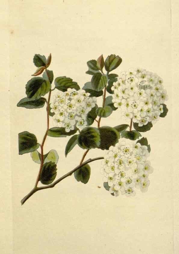 Reproducción/Reproduction 48783137982: The botanical cabinet. London :John & Arthur Arch ...,1817-1833.. 