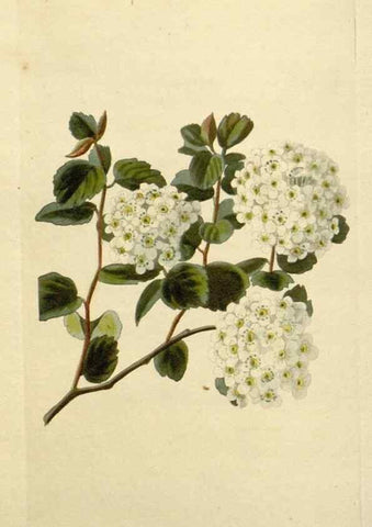 Reproducción/Reproduction 48783137982: The botanical cabinet. London :John & Arthur Arch ...,1817-1833.. 