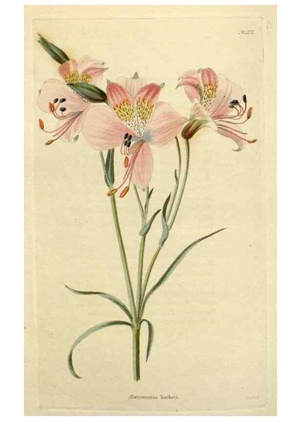 Reproducción/Reproduction 48782605908: The botanical cabinet. London :John & Arthur Arch ...,1817-1833.. 