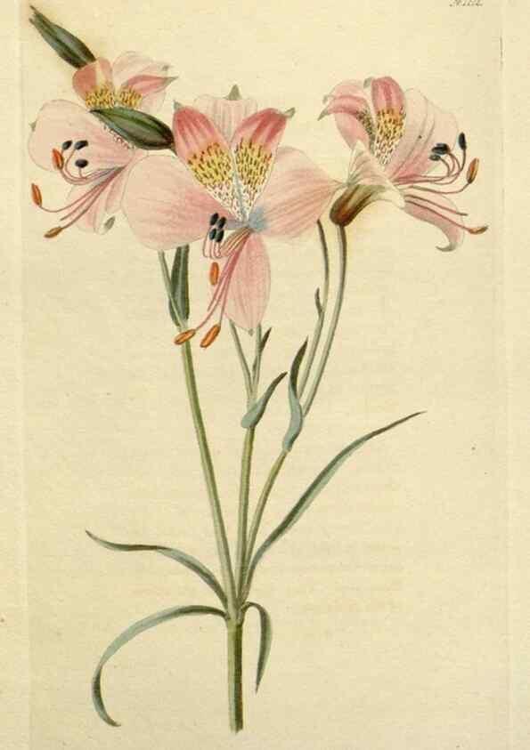 Reproducción/Reproduction 48782605908: The botanical cabinet. London :John & Arthur Arch ...,1817-1833.. 