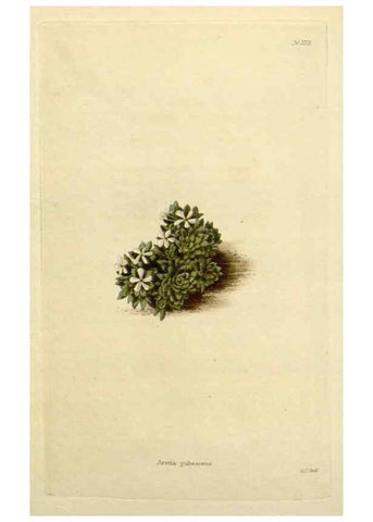 Reproducción/Reproduction 48782971951: The botanical cabinet. London :John & Arthur Arch ...,1817-1833.. 