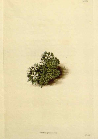 Reproducción/Reproduction 48782971951: The botanical cabinet. London :John & Arthur Arch ...,1817-1833.. 