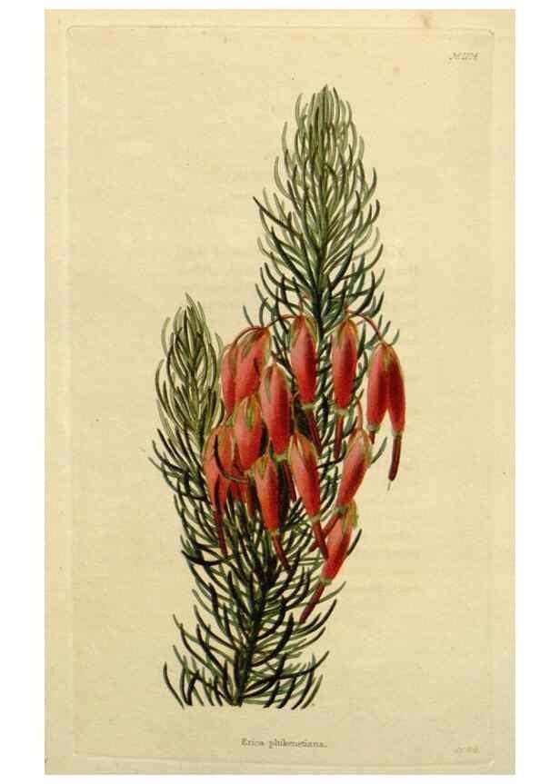 Reproducción/Reproduction 48782972646: The botanical cabinet. London :John & Arthur Arch ...,1817-1833.. 