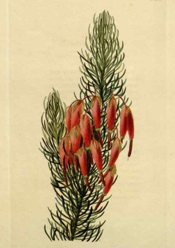 Reproducción/Reproduction 48782972646: The botanical cabinet. London :John & Arthur Arch ...,1817-1833.. 