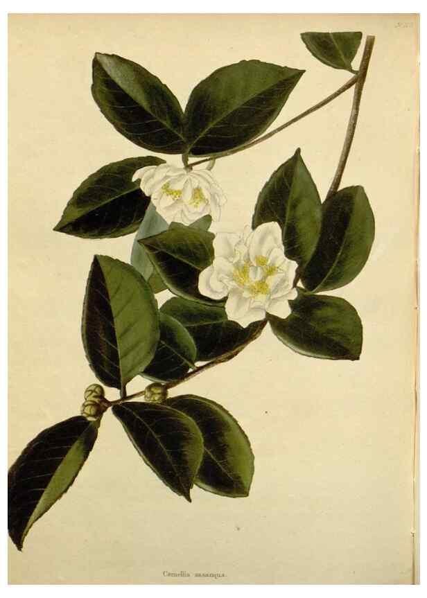 Reproducción/Reproduction 48782973396: The botanical cabinet. London :John & Arthur Arch ...,1817-1833.. 