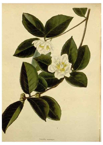 Reproducción/Reproduction 48782973396: The botanical cabinet. London :John & Arthur Arch ...,1817-1833.. 