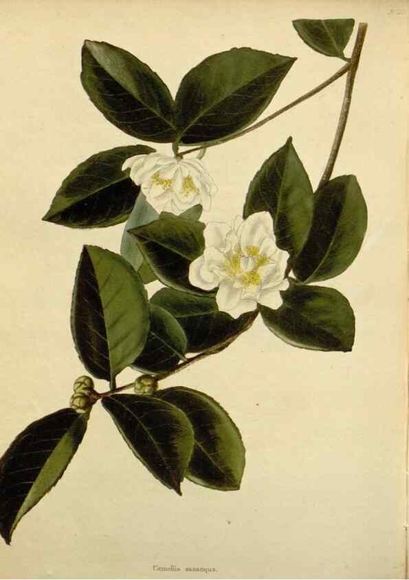 Reproducción/Reproduction 48782973396: The botanical cabinet. London :John & Arthur Arch ...,1817-1833.. 