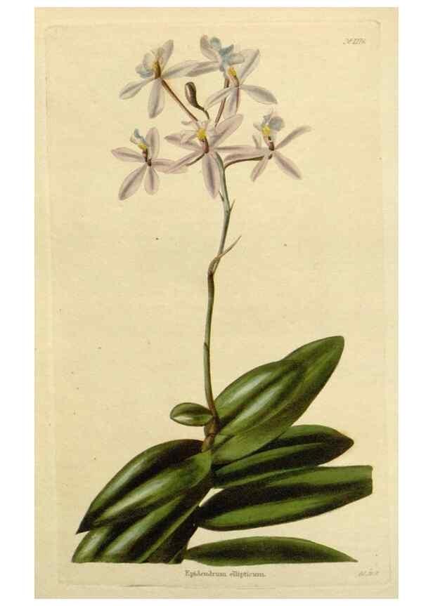 Reproducción/Reproduction 48783141302: The botanical cabinet. London :John & Arthur Arch ...,1817-1833.. 