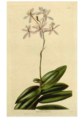 Reproducción/Reproduction 48783141302: The botanical cabinet. London :John & Arthur Arch ...,1817-1833.. 