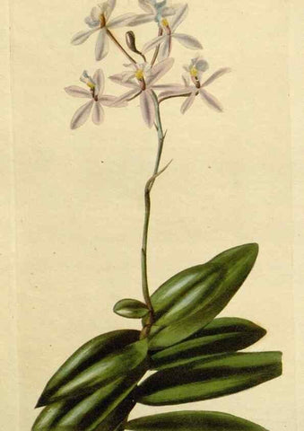 Reproducción/Reproduction 48783141302: The botanical cabinet. London :John & Arthur Arch ...,1817-1833.. 