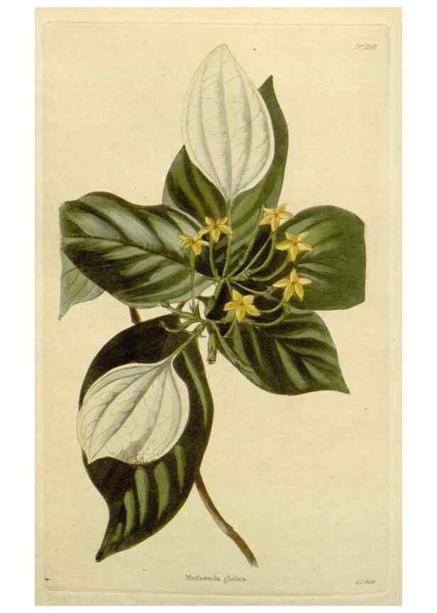 Reproducción/Reproduction 48782604163: The botanical cabinet. London :John & Arthur Arch ...,1817-1833.. 