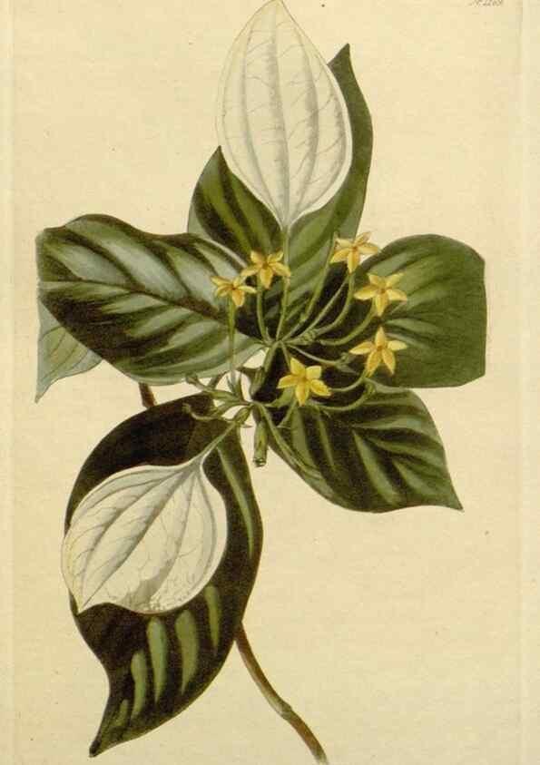Reproducción/Reproduction 48782604163: The botanical cabinet. London :John & Arthur Arch ...,1817-1833.. 
