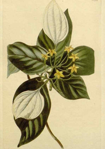 Reproducción/Reproduction 48782604163: The botanical cabinet. London :John & Arthur Arch ...,1817-1833.. 