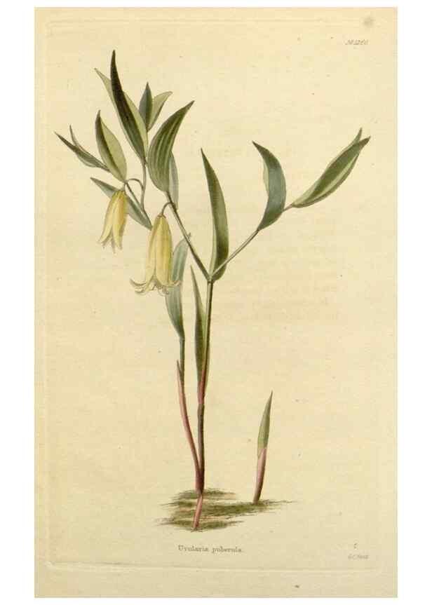 Reproducción/Reproduction 48782598798: The botanical cabinet. London :John & Arthur Arch ...,1817-1833.. 