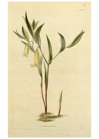 Reproducción/Reproduction 48782598798: The botanical cabinet. London :John & Arthur Arch ...,1817-1833.. 