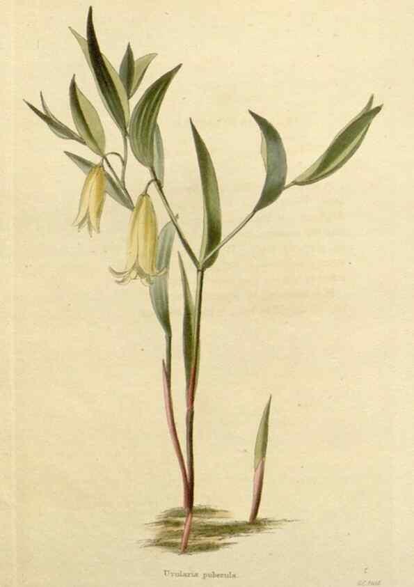 Reproducción/Reproduction 48782598798: The botanical cabinet. London :John & Arthur Arch ...,1817-1833.. 