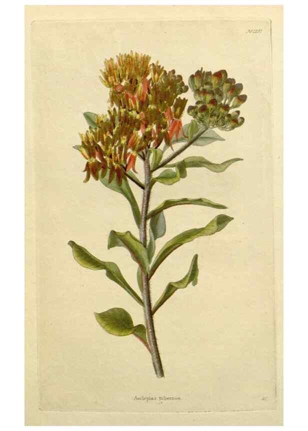 Reproducción/Reproduction 48783151852: The botanical cabinet. London :John & Arthur Arch ...,1817-1833.. 