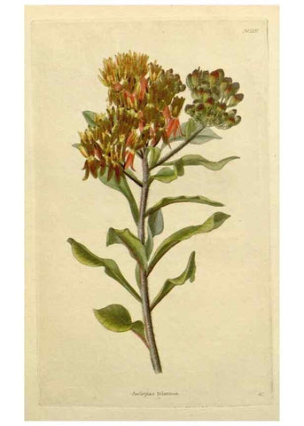 Reproducción/Reproduction 48783151852: The botanical cabinet. London :John & Arthur Arch ...,1817-1833.. 