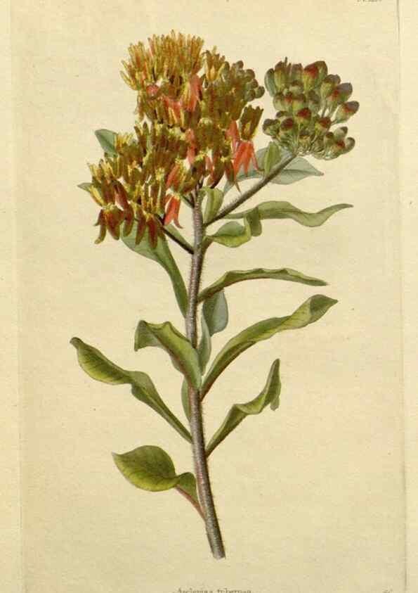 Reproducción/Reproduction 48783151852: The botanical cabinet. London :John & Arthur Arch ...,1817-1833.. 