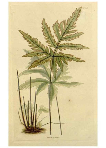 Reproducción/Reproduction 48783152802: The botanical cabinet. London :John & Arthur Arch ...,1817-1833.. 
