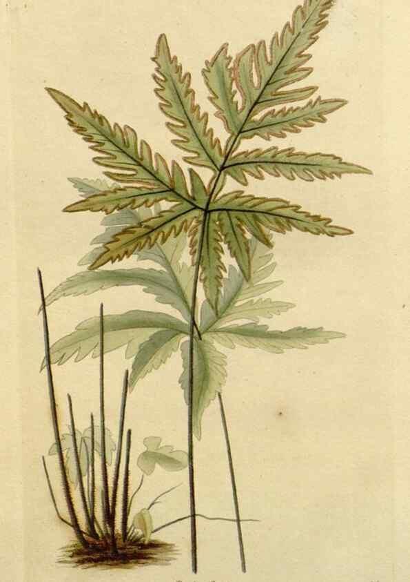 Reproducción/Reproduction 48783152802: The botanical cabinet. London :John & Arthur Arch ...,1817-1833.. 