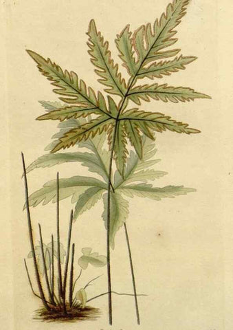 Reproducción/Reproduction 48783152802: The botanical cabinet. London :John & Arthur Arch ...,1817-1833.. 