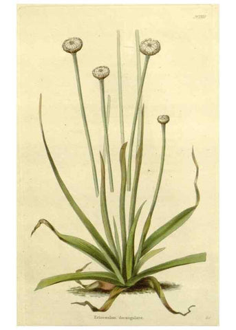 Reproducción/Reproduction 48783214742: The botanical cabinet. London :John & Arthur Arch ...,1817-1833.. 