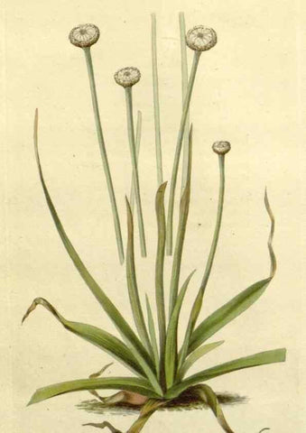 Reproducción/Reproduction 48783214742: The botanical cabinet. London :John & Arthur Arch ...,1817-1833.. 