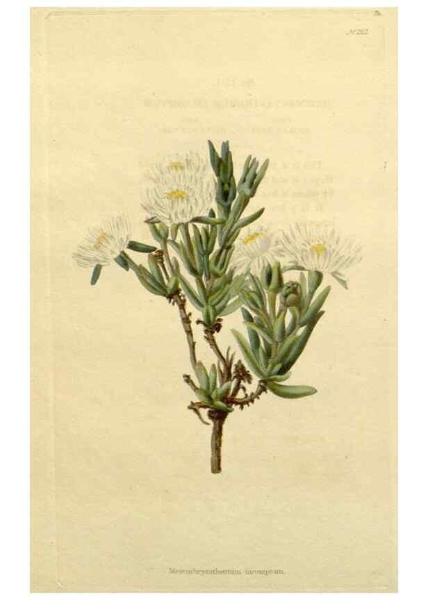 Reproducción/Reproduction 48783215292: The botanical cabinet. London :John & Arthur Arch ...,1817-1833.. 