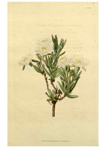 Reproducción/Reproduction 48783215292: The botanical cabinet. London :John & Arthur Arch ...,1817-1833.. 