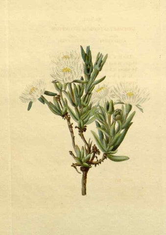 Reproducción/Reproduction 48783215292: The botanical cabinet. London :John & Arthur Arch ...,1817-1833.. 