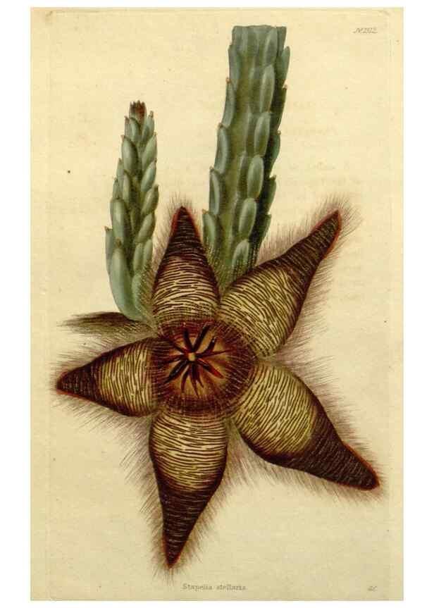 Reproducción/Reproduction 48782684023: The botanical cabinet. London :John & Arthur Arch ...,1817-1833.. 