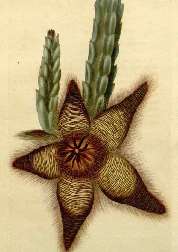 Reproducción/Reproduction 48782684023: The botanical cabinet. London :John & Arthur Arch ...,1817-1833.. 