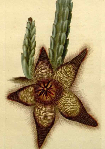 Reproducción/Reproduction 48782684023: The botanical cabinet. London :John & Arthur Arch ...,1817-1833.. 