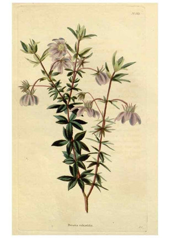 Reproducción/Reproduction 48782684603: The botanical cabinet. London :John & Arthur Arch ...,1817-1833.. 