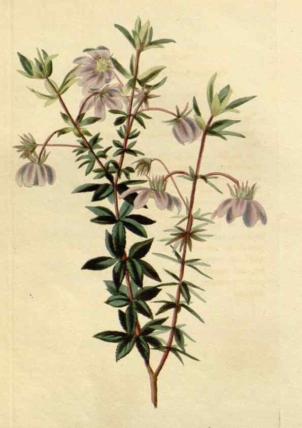 Reproducción/Reproduction 48782684603: The botanical cabinet. London :John & Arthur Arch ...,1817-1833.. 