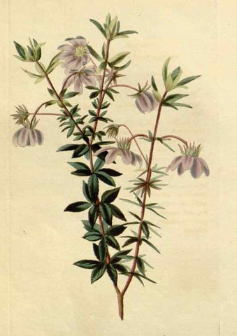 Reproducción/Reproduction 48782684603: The botanical cabinet. London :John & Arthur Arch ...,1817-1833.. 