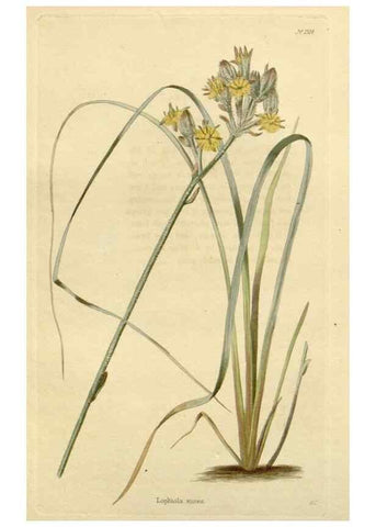 Reproducción/Reproduction 48782685208: The botanical cabinet. London :John & Arthur Arch ...,1817-1833.. 