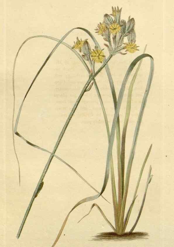 Reproducción/Reproduction 48782685208: The botanical cabinet. London :John & Arthur Arch ...,1817-1833.. 