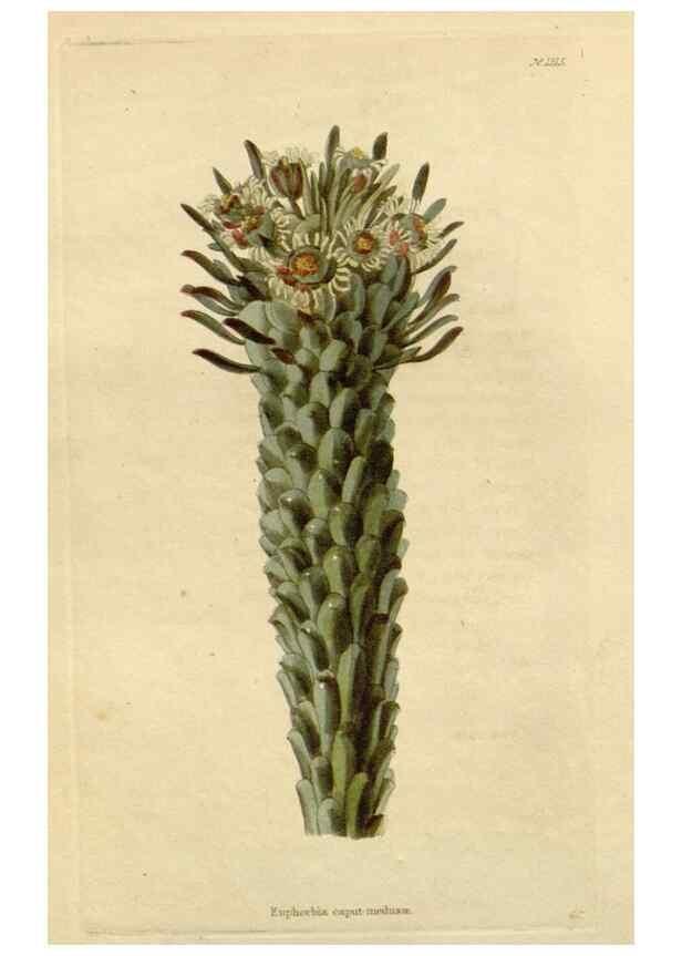 Reproducción/Reproduction 48782686013: The botanical cabinet. London :John & Arthur Arch ...,1817-1833.. 