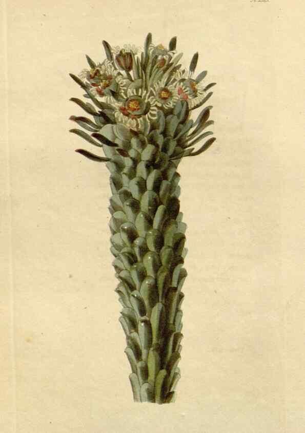 Reproducción/Reproduction 48782686013: The botanical cabinet. London :John & Arthur Arch ...,1817-1833.. 