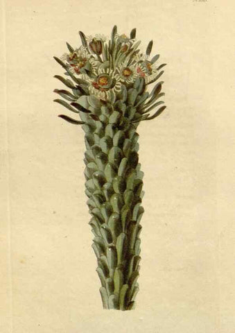 Reproducción/Reproduction 48782686013: The botanical cabinet. London :John & Arthur Arch ...,1817-1833.. 