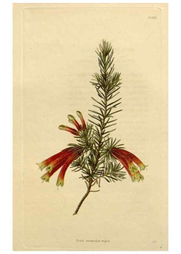 Reproducción/Reproduction 48783218422: The botanical cabinet. London :John & Arthur Arch ...,1817-1833.. 