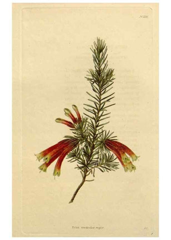 Reproducción/Reproduction 48783218422: The botanical cabinet. London :John & Arthur Arch ...,1817-1833.. 