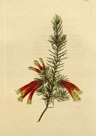 Reproducción/Reproduction 48783218422: The botanical cabinet. London :John & Arthur Arch ...,1817-1833.. 