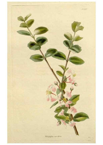 Reproducción/Reproduction 48782687368: The botanical cabinet. London :John & Arthur Arch ...,1817-1833.. 