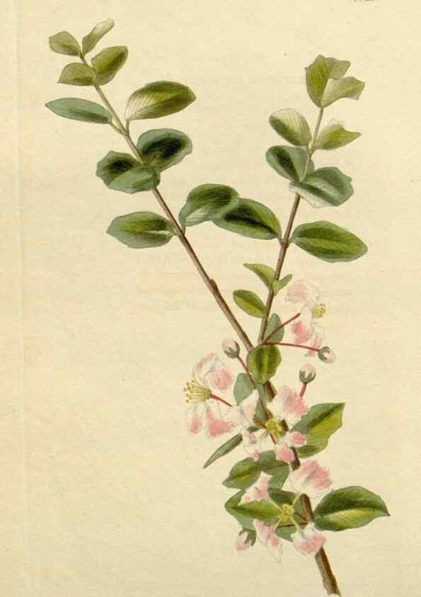 Reproducción/Reproduction 48782687368: The botanical cabinet. London :John & Arthur Arch ...,1817-1833.. 
