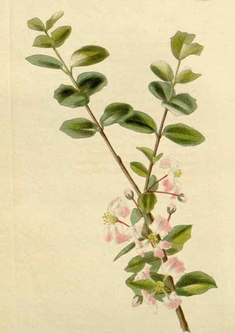Reproducción/Reproduction 48782687368: The botanical cabinet. London :John & Arthur Arch ...,1817-1833.. 