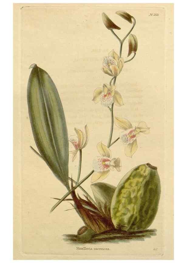 Reproducción/Reproduction 48783219727: The botanical cabinet. London :John & Arthur Arch ...,1817-1833.. 